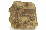 Ossified Dinosaur Tendon In Sandstone - Wyoming #227490-1